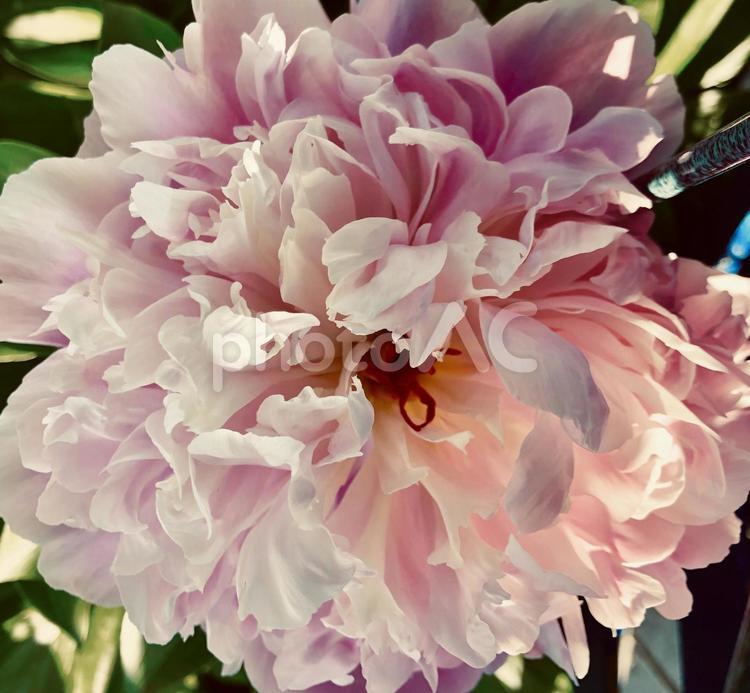 芍薬 芍薬,花,ピンクの写真素材