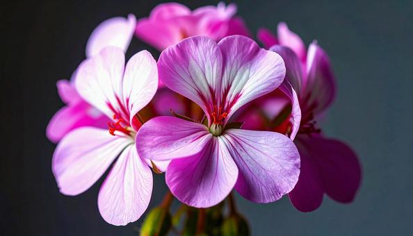 ゼラニウムの花 ゼラニウムの花の写真