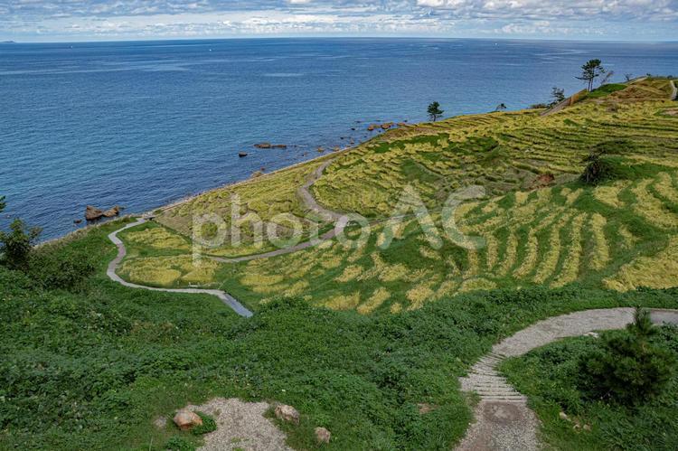 能登　白米千枚田 白米千枚田,日本の棚田百選,世界農業遺産の写真素材