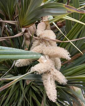 フリンジ状の白い花と蜜蜂 植物,自然,花の写真素材