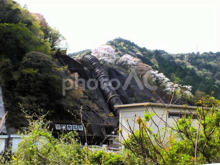 桜満開の川口発電所　建屋と水圧鉄管 発電所,鉄管,水圧鉄管の写真素材