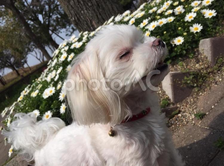 春を感じている犬 マルチーズ,犬,ペットの写真素材