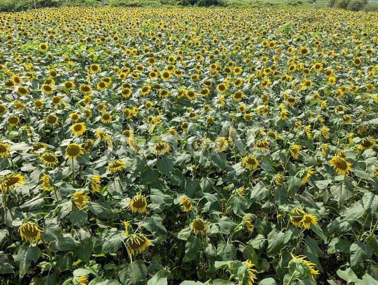 上から眺めるひまわり畑 植物,花,ひまわりの写真素材