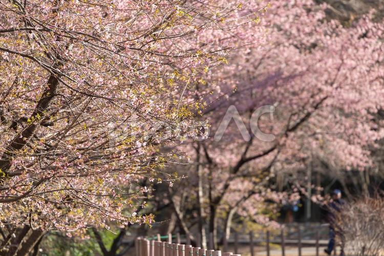 カワヅザクラと公園の池 さくら,サクラ,春の写真素材