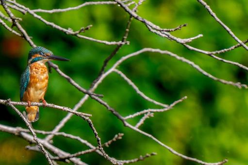 Kingfisher on a branch, copy space, JPG Kingfisher on a branch, copy space, JPG