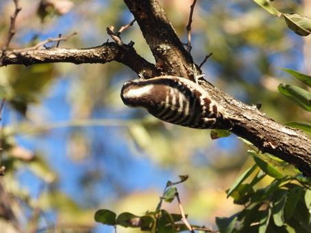 近所の小川で撮ったコゲラの写真