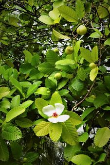 可愛い白いお花 可愛い白いお花の写真