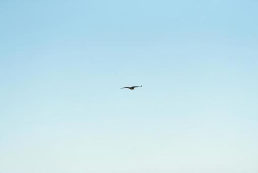 大空を優雅に舞うトビ 大空を優雅に舞うトビ トビ,猛禽類,野鳥の写真素材