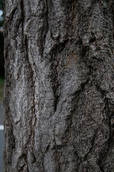 Photo, trees, wood, moss, 