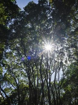 木洩れ日に輝く森の木立 森,木立,樹木の写真素材