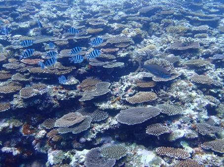 魚とサンゴ 魚,珊瑚,サンゴの写真素材