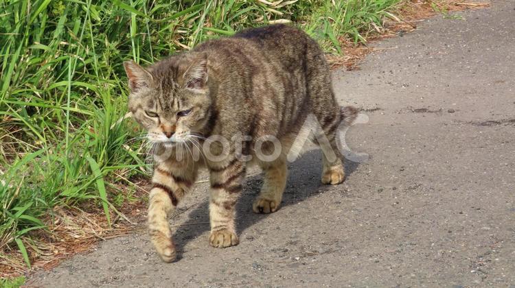 日々のパトロールを欠かさない可愛い猫様 猫,キジトラ,ルーズスキンの写真素材