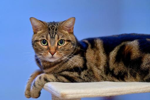 ぽっちゃり猫ちゃん　おすまし姿 ねこ,動物,しま模様の写真素材