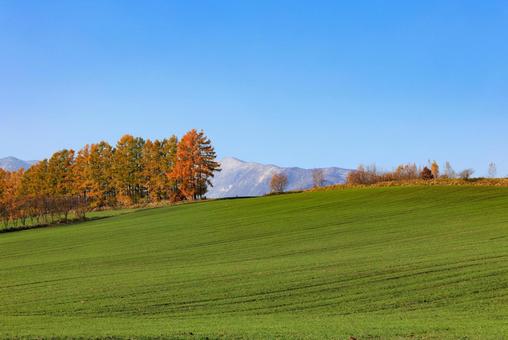 カラ松の紅葉 カラマツ,防風林,紅葉の写真素材