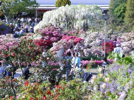 あしかがフラワーパーク色とりどりの藤の花 千客万来,あしかがフラワーパーク,感動の写真素材