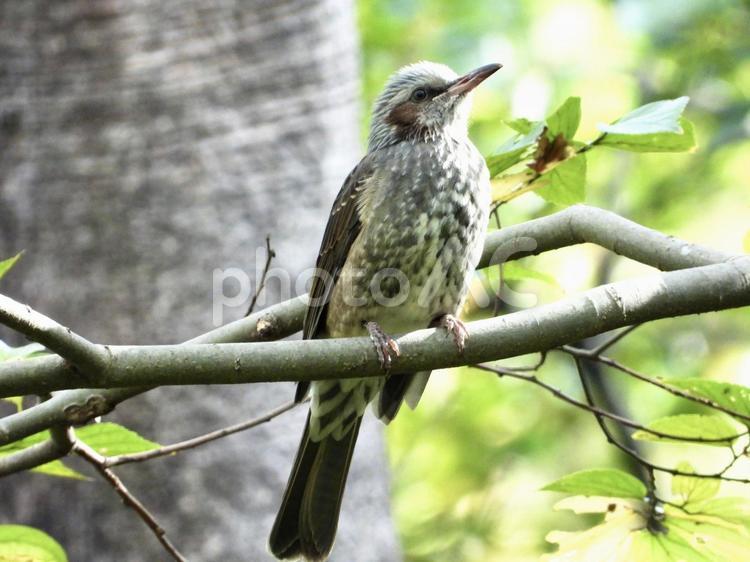 枝にとまるヒヨドリ 鳥,野鳥,ヒヨドリの写真素材