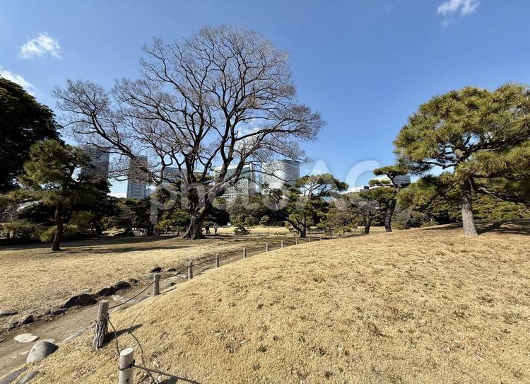 3月上旬の浜離宮 春の風景,季節の変わり目,風景の写真素材