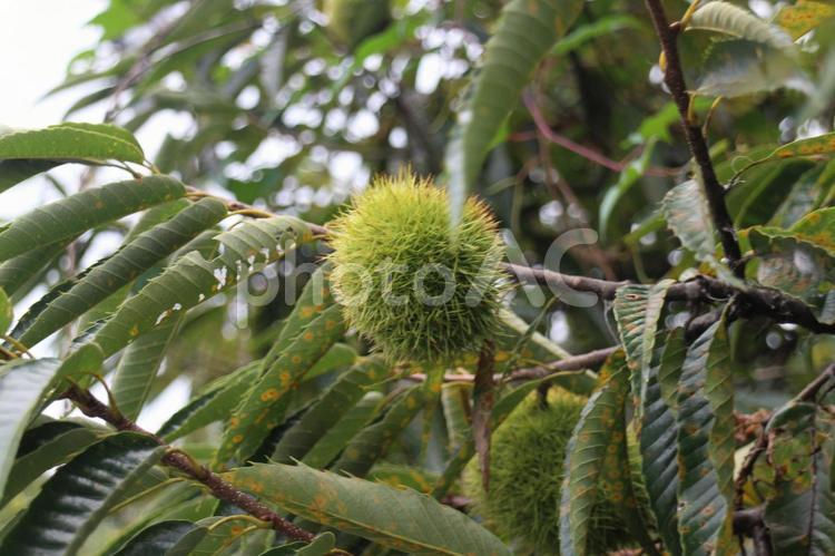 栗の木 栗,栗の木,栗の実の写真素材