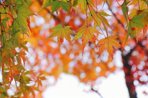 もみじ 秋素材 もみじ 秋素材 紅葉,秋,モミジの写真素材
