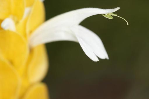 花 花の写真