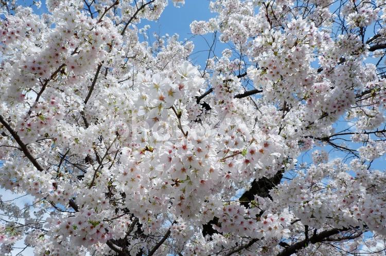 満開の桜の花、桜のある風景 桜,花,春の写真素材