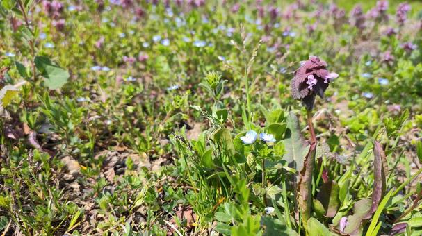 Photo, outdoors, weed, grass, 