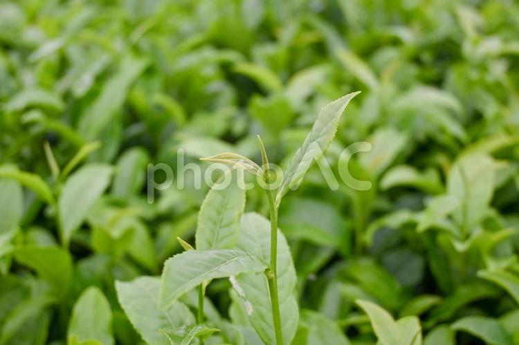 青々と茂るお茶の葉 茶畑,静岡,静岡茶の写真素材