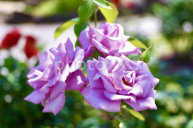 薔薇　５ 薔薇,バラ,自然の写真素材