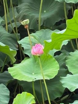 lotus, JPG