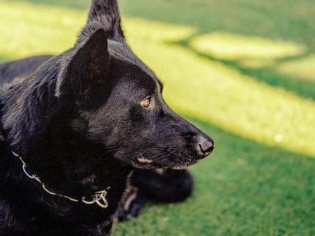 黒いワンコ 黒いワンコ 犬,黒い犬,大型犬の写真素材