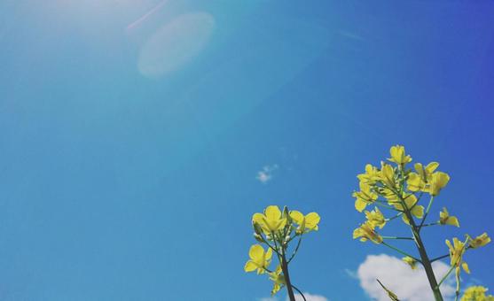 菜の花と青空 菜の花と青空の写真