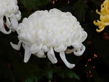 【風景写真】福山菊花展覧会の風景 キク,菊,菊花展の写真素材