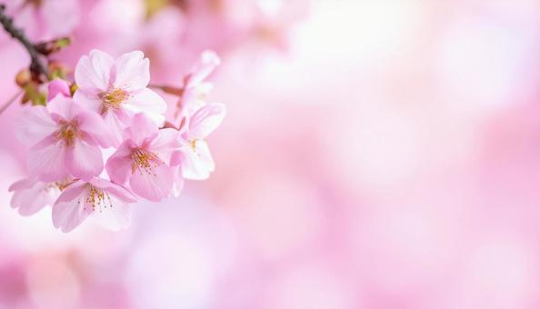桜の花の背景・テキストスペース 桜の花の背景・テキストスペースの写真