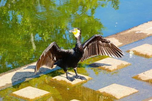 奈良のカワウ 奈良のカワウの写真