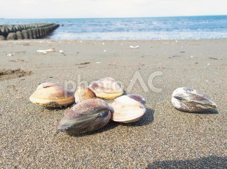 海岸の風景 バカガイ,貝,潮干狩りの写真素材
