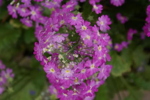 花2 花2の写真