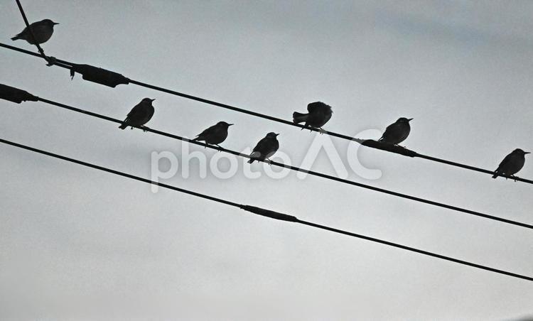 電線に留まるムクドリのシルエット 電線,野鳥,鳥の写真素材