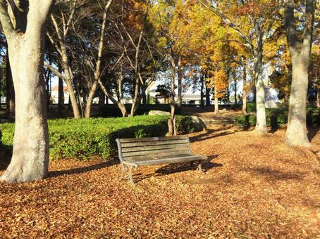 晩秋の公園 晩秋の公園 晩秋,秋,11月の写真素材