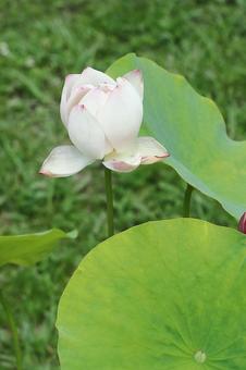 開きかけた蓮の花 開きかけた蓮の花の写真