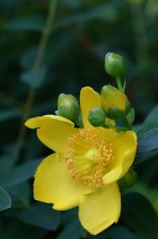 金色に輝く梅の花 金色に輝く梅の花 キンシバイ,花,オトギリソウ科の植物の写真素材