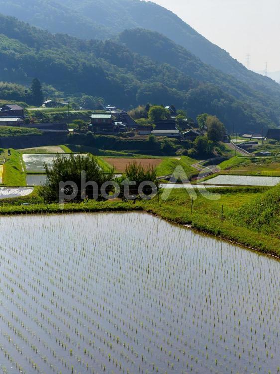 猪名川町の棚田の風景 棚田,山,田園の写真素材