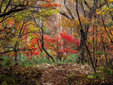 高妻山登山道の紅葉 高妻山登山道の紅葉の写真