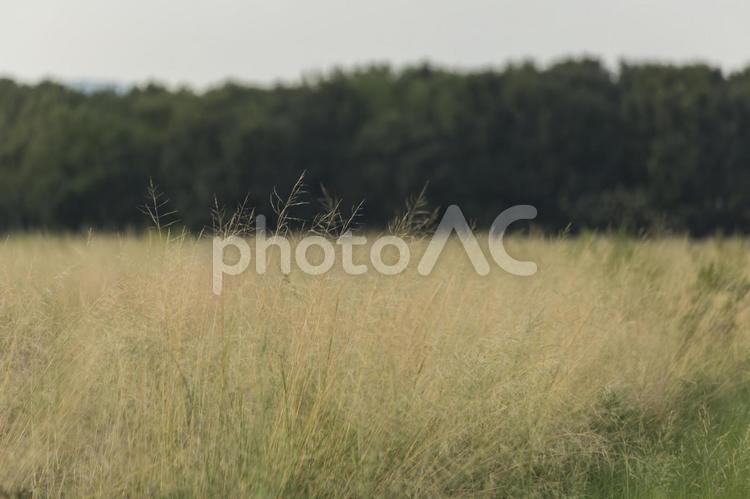 秋景色　草原と森 秋景色,秋の気配,秋の写真素材