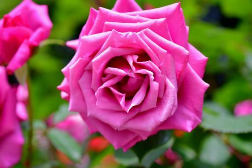 ピンク色の薔薇 ピンク色の薔薇 薔薇,ピンク,綺麗の写真素材
