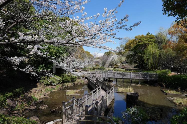 青海南ふ頭公園　桜 青海南ふ頭公園,桜,青海の写真素材