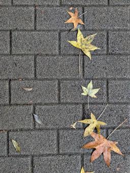 色とりどりの落ち葉 色とりどりの落ち葉 葉,落ち葉,落葉の写真素材