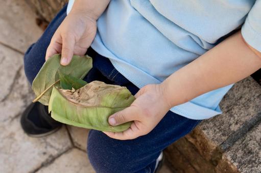 葉っぱを持った子供の手 葉っぱを持った子供の手の写真