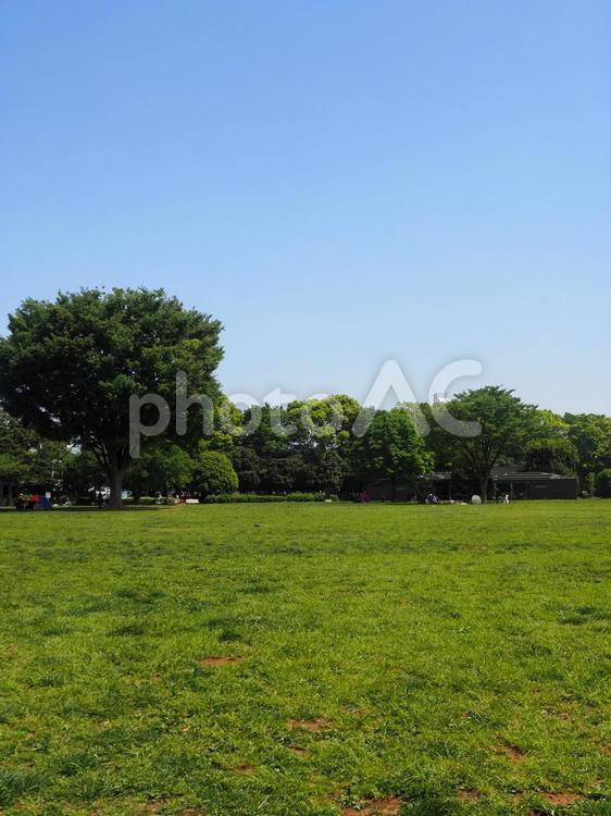 東京の初夏・木場公園・新緑の木＆芝生広場 初夏,木場公園,芝生の写真素材