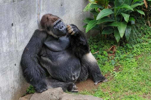 ニシゴリラ ニシゴリラ ニシゴリラ,ニシローランドゴリラ,アフリカの写真素材
