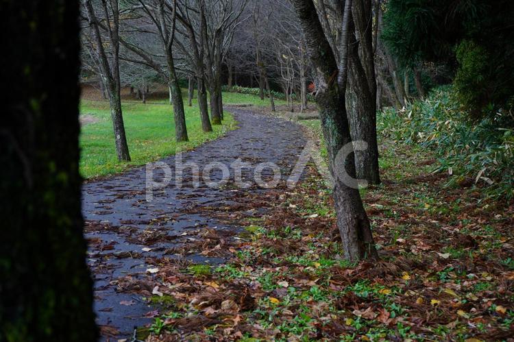 木の幹から見た落ち葉のある並木の遊歩道の景色 落ち葉,並木,落葉の写真素材